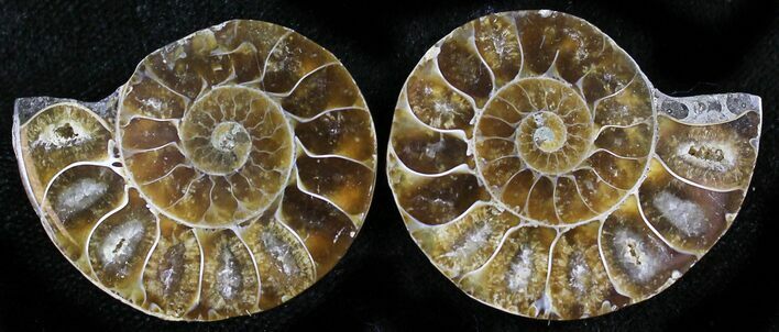Small Desmoceras Ammonite Pair - #27880